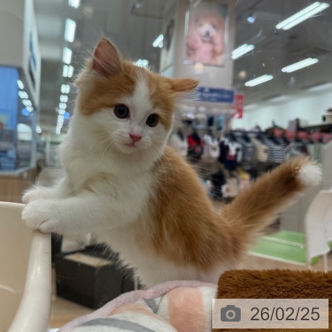 マンチカンの写真