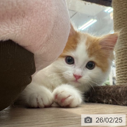 マンチカンの写真