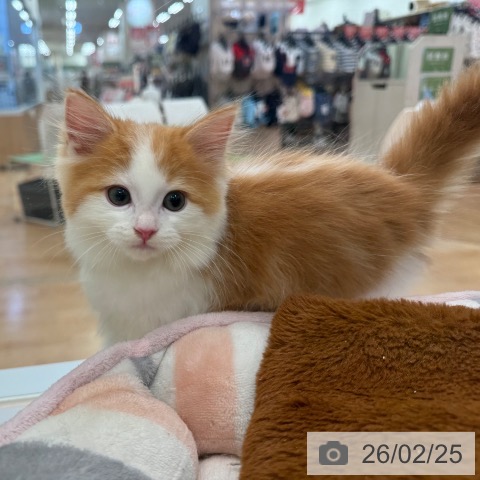 マンチカンの写真