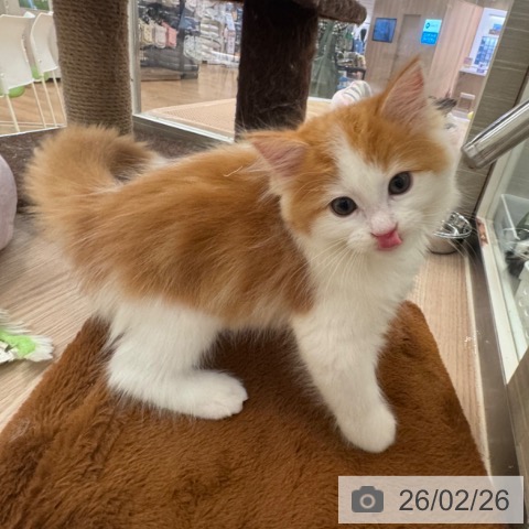 マンチカンの写真