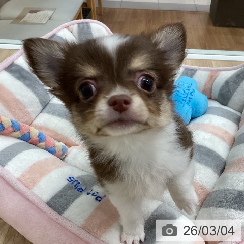 新潟県のチワワ(ロング) (ペットプラス 新潟南店/2025年12月23日生まれ/男の子/チョコレートタンホワイト)の子犬の4枚目の画像