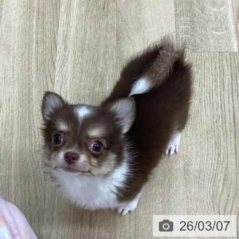 新潟県のチワワ(ロング) (ペットプラス 新潟南店/2025年12月23日生まれ/男の子/チョコレートタンホワイト)の子犬の3枚目の画像