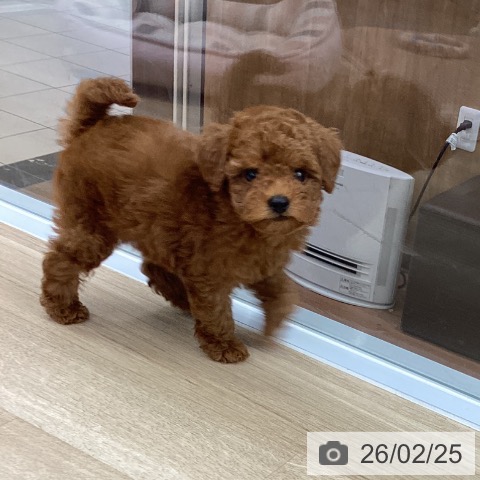 トイ・プードルの写真