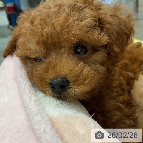 トイ・プードルの写真