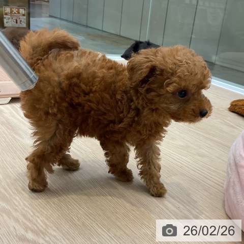 トイ・プードルの写真