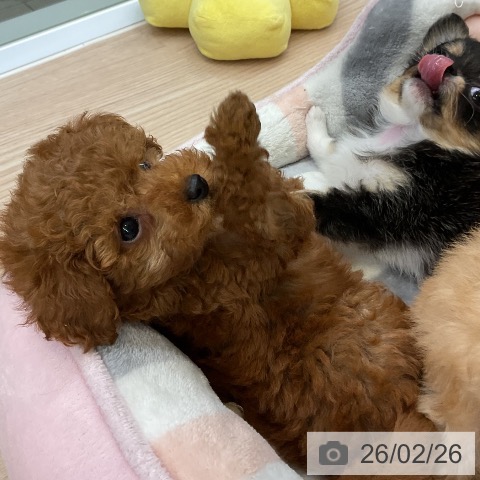 トイ・プードルの写真