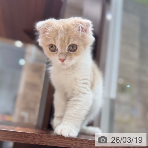 スコティッシュフォールドの写真