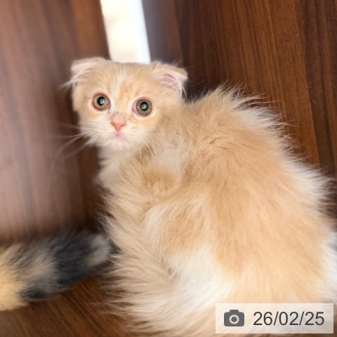 大阪府のスコティッシュフォールド (ペットプラス 四條畷店/2025年12月12日生まれ/男の子/クリームタビーホワイト)の子猫の4枚目の画像