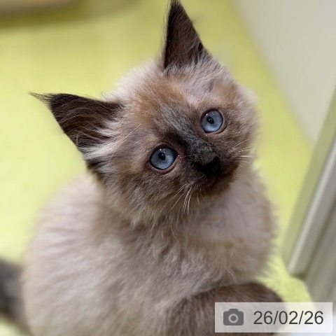 京都府のサイベリアン (ペットプラス 京都桂川店/2025年12月10日生まれ/女の子/シールポイント)の子猫の4枚目の画像