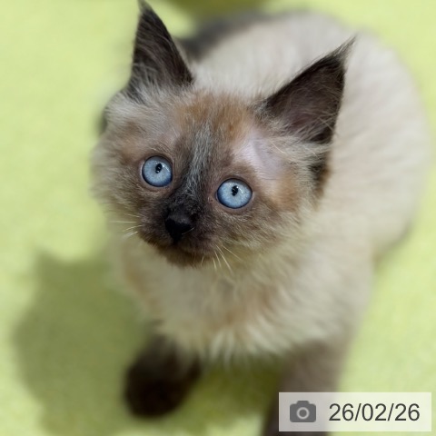 京都府のサイベリアン (ペットプラス 京都桂川店/2025年12月10日生まれ/女の子/シールポイント)の子猫の3枚目の画像