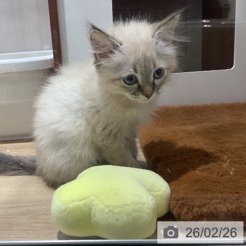 大阪府のサイベリアン (ペットプラス 鶴見店/2025年12月10日生まれ/女の子/シールリンクスポイント)の子猫の3枚目の画像