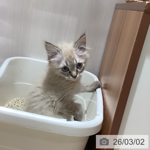 サイベリアンの写真