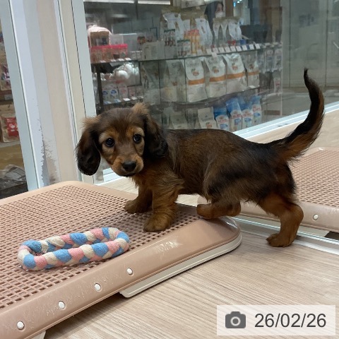 ミニチュア・ダックスフンドの写真