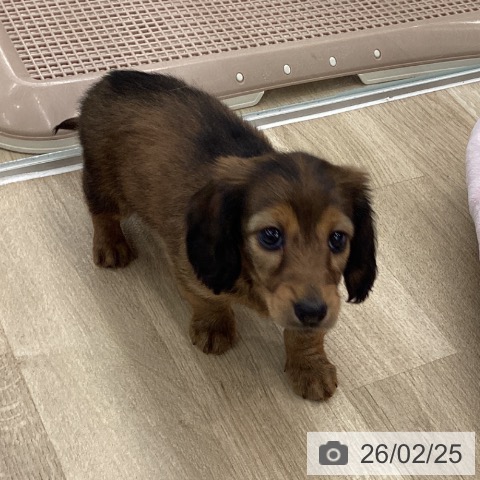 ミニチュア・ダックスフンドの写真