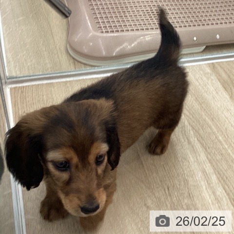 和歌山県のミニチュアダックスフンド(ロング) (ペットプラス 和歌山店/2025年12月26日生まれ/女の子/レッド)の子犬の4枚目の画像