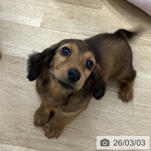 和歌山県のミニチュアダックスフンド(ロング) (ペットプラス 和歌山店/2025年12月26日生まれ/女の子/レッド)の子犬の3枚目の画像