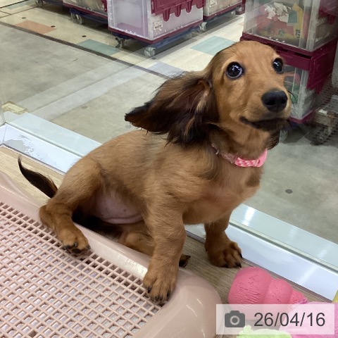 ミニチュア・ダックスフンドの写真