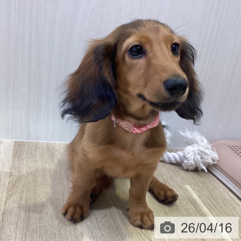 ミニチュア・ダックスフンドの写真