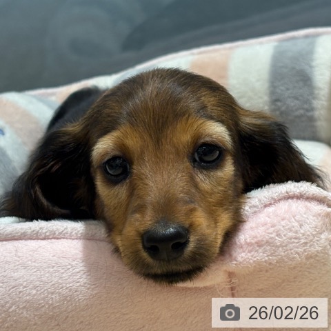 大阪府のミニチュアダックスフンド(ロング) (ペットプラス イオン大日店/2025年12月26日生まれ/女の子/レッド)の子犬の3枚目の画像