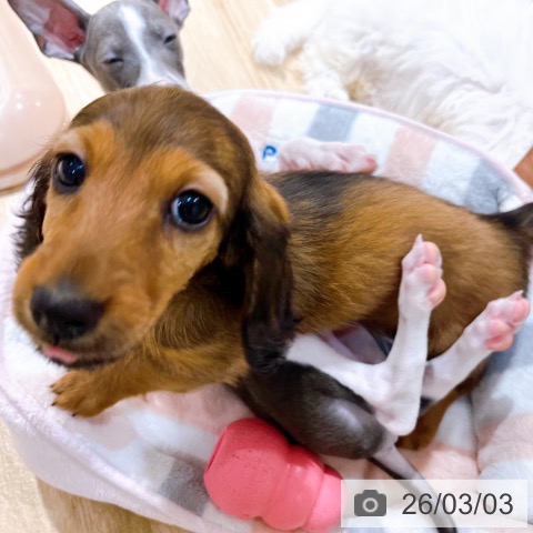 大阪府のミニチュアダックスフンド(ロング) (ペットプラス イオン大日店/2025年12月26日生まれ/女の子/レッド)の子犬の4枚目の画像