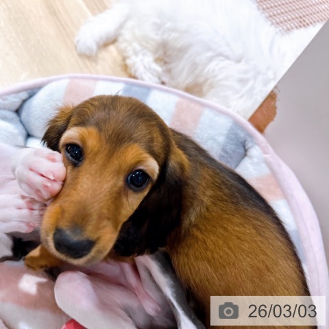大阪府のミニチュアダックスフンド(ロング) (ペットプラス イオン大日店/2025年12月26日生まれ/女の子/レッド)の子犬の3枚目の画像