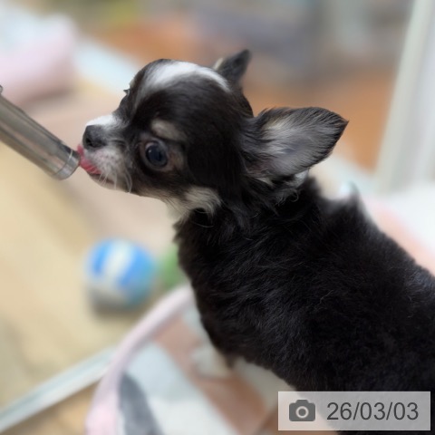 大阪府のチワワ(ロング) (ペットプラス 四條畷店/2025年12月29日生まれ/男の子/ブラックタンホワイト)の子犬の3枚目の画像