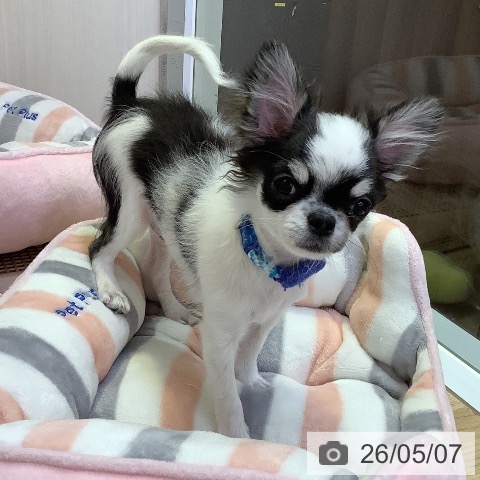 チワワの写真