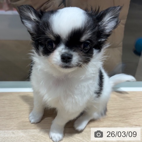 兵庫県のチワワ(ロング) (ペットプラス 神戸三宮店/2025年12月29日生まれ/男の子/ホワイトブラックタン)の子犬の4枚目の画像