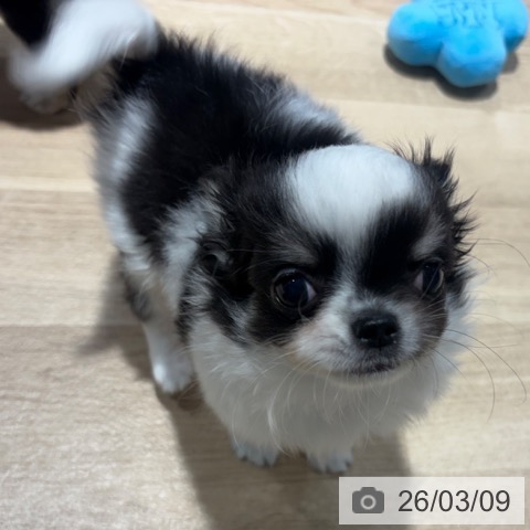 兵庫県のチワワ(ロング) (ペットプラス 神戸三宮店/2025年12月29日生まれ/男の子/ホワイトブラックタン)の子犬の3枚目の画像