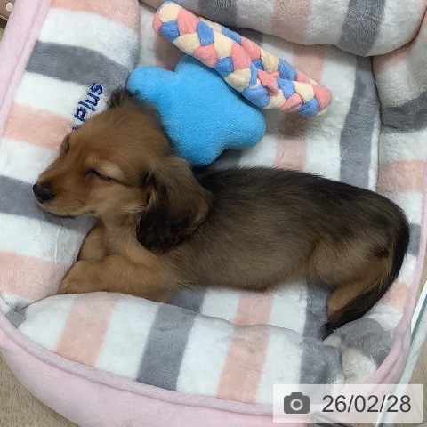 ミニチュア・ダックスフンドの写真