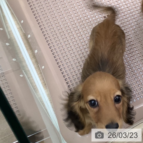 大阪府のミニチュアダックスフンド(ロング) (ペットプラス 鶴見店/2025年12月27日生まれ/男の子/レッド)の子犬の4枚目の画像