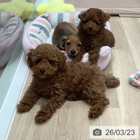 大阪府のミニチュアダックスフンド(ロング) (ペットプラス 鶴見店/2025年12月27日生まれ/男の子/レッド)の子犬の3枚目の画像