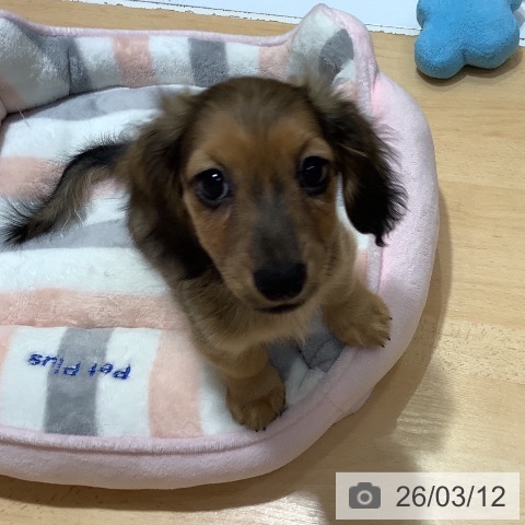 奈良県のミニチュアダックスフンド(ロング) (ペットプラス 大和郡山店/2025年12月27日生まれ/男の子/シェーデットレッド)の子犬の4枚目の画像