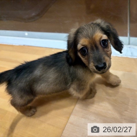 ミニチュア・ダックスフンドの写真