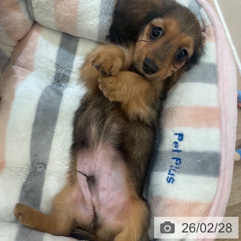 ミニチュア・ダックスフンドの写真