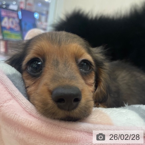 ミニチュア・ダックスフンドの写真