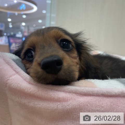 ミニチュア・ダックスフンドの写真