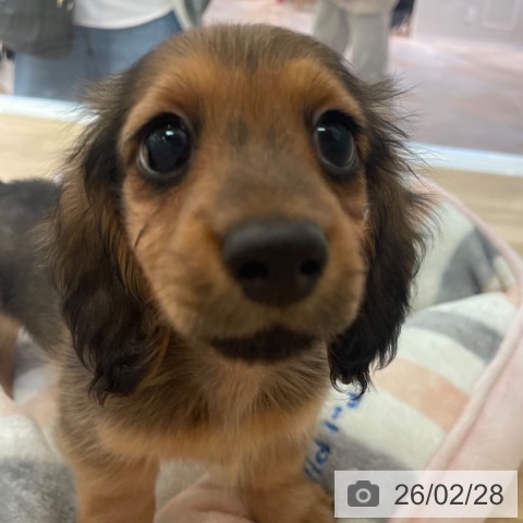 ミニチュア・ダックスフンドの写真