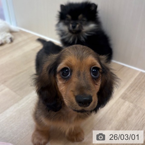 ミニチュア・ダックスフンドの写真