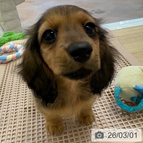 ミニチュア・ダックスフンドの写真