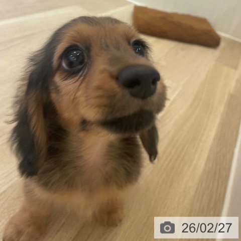 ミニチュア・ダックスフンドの写真