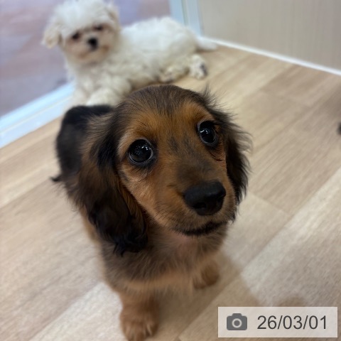 ミニチュア・ダックスフンドの写真