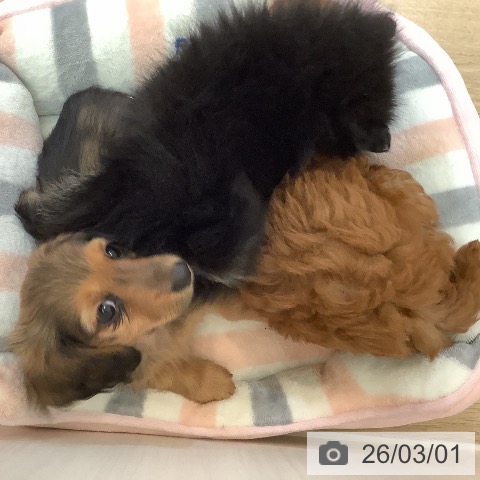 ミニチュア・ダックスフンドの写真