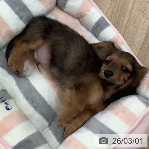 ミニチュア・ダックスフンドの写真