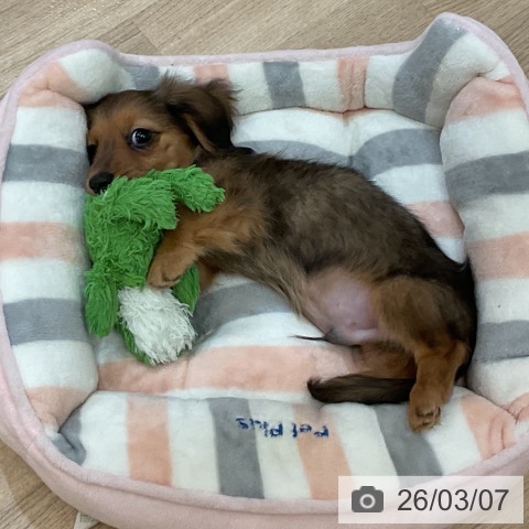 大阪府のミニチュアダックスフンド(ロング) (ペットプラス 大阪ドームシティ店/2025年12月27日生まれ/男の子/シェーデットレッド)の子犬の3枚目の画像