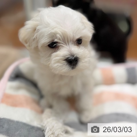 大阪府のマルチーズ (ペットプラス 四條畷店/2025年12月29日生まれ/男の子/ホワイト)の子犬の4枚目の画像