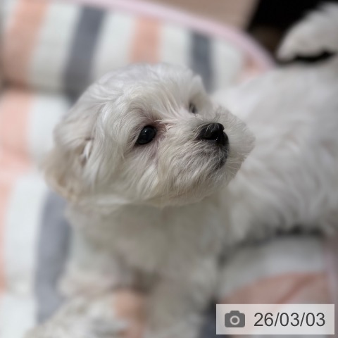 大阪府のマルチーズ (ペットプラス 四條畷店/2025年12月29日生まれ/男の子/ホワイト)の子犬の3枚目の画像