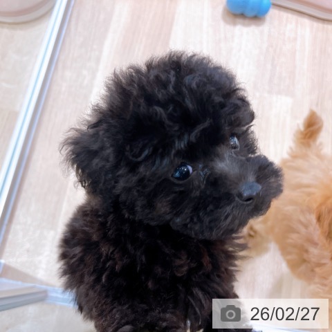 トイ・プードルの写真