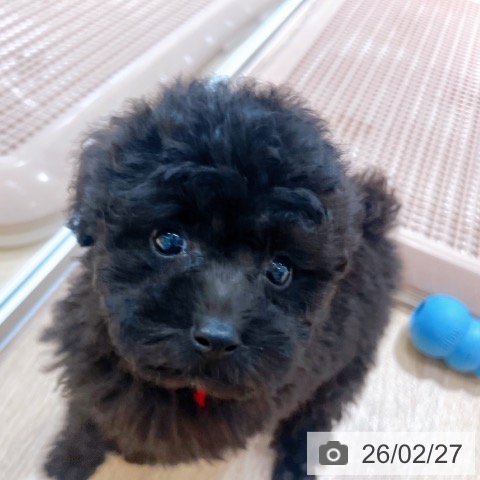 トイ・プードルの写真