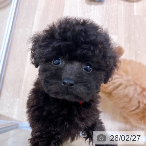 トイ・プードルの写真